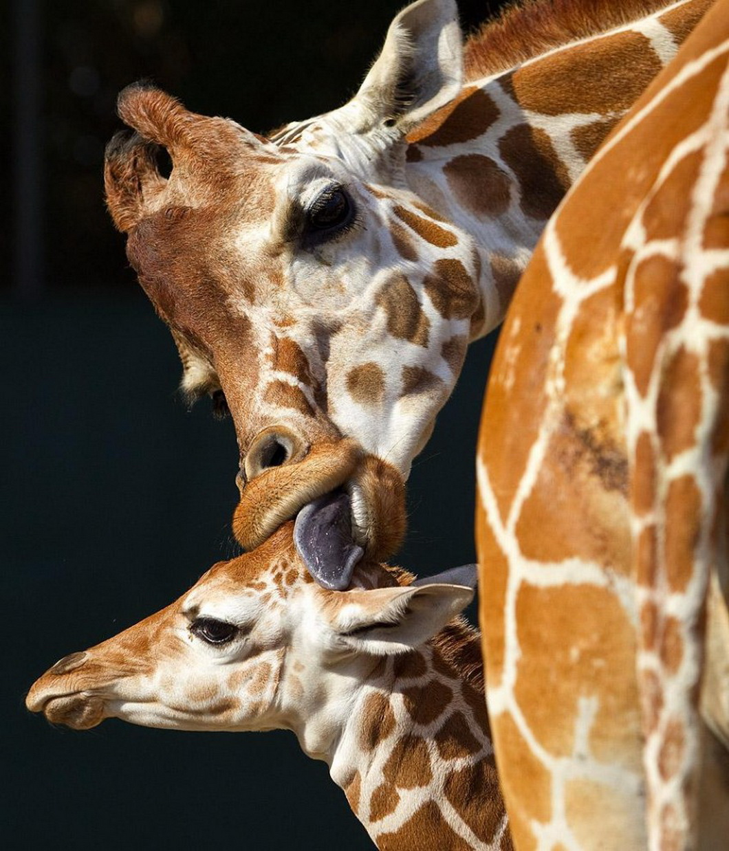 Сколько детенышей жирафа родилось за 2 года. Жираф жирафиха Жирафенок. Жираф детеныш Жирафенок. Животные с пятнами. Маленький Жирафик.